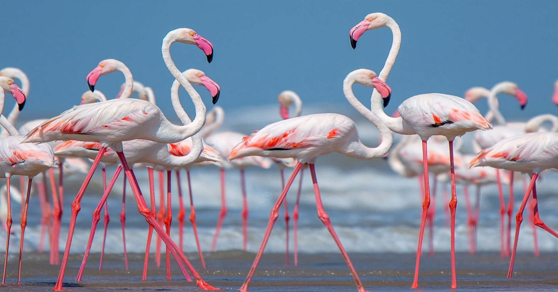 Great Rann Resort